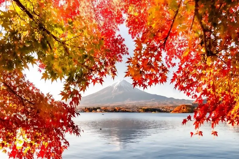 가와구치코 가을 아름다운 단풍 풍경