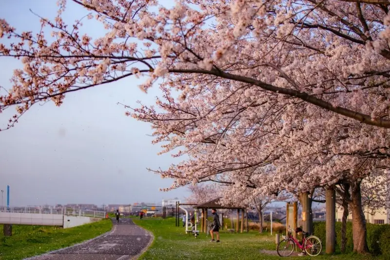 미야자키 봄 아름다운 벚꽃 풍경