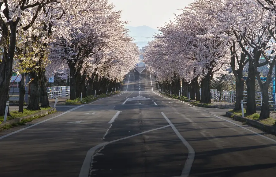 후쿠오카-아름답게-핀-벚꽃-거리
