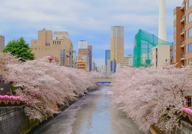 일본-도쿄-벚꽃-전경