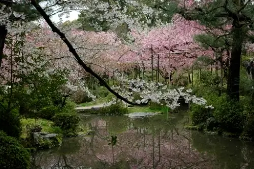 하코다테-봄-아름다운-벚꽃-전경