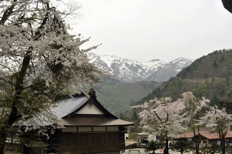 시라카와고 봄 아름다운 벚꽃 경
